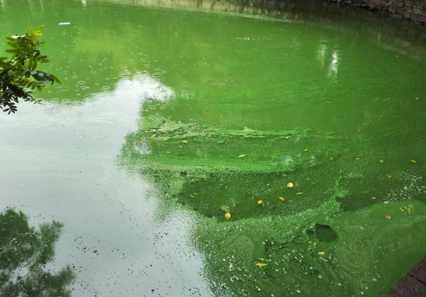 湖泊蓝藻治理